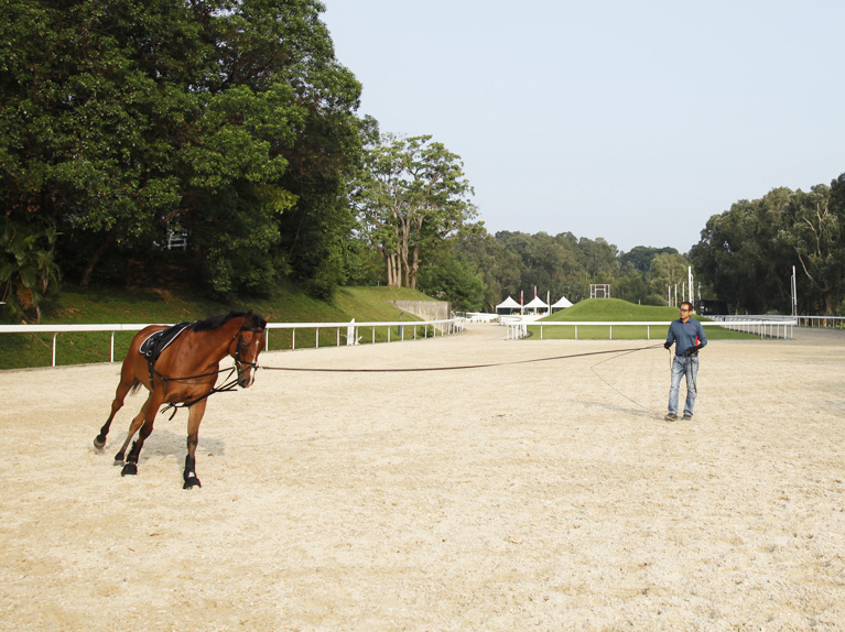 Fairway Paddock