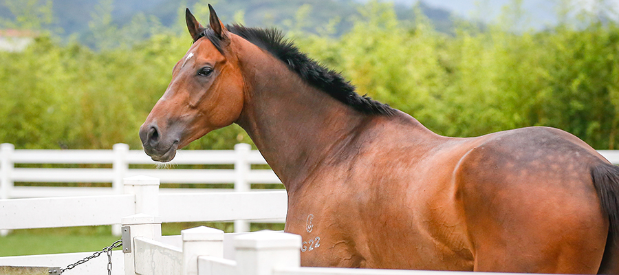 Spelling & Rehabilitation