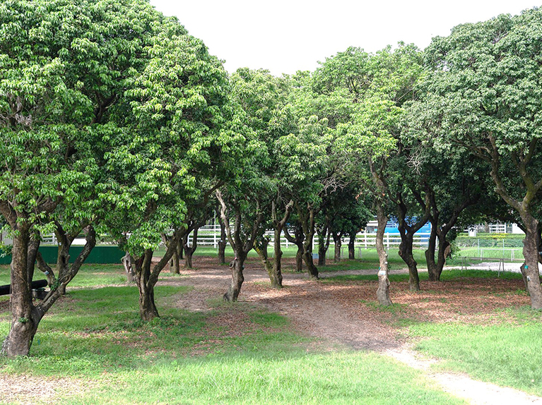 Lychee Garden