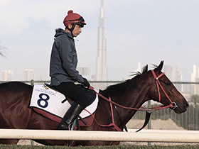 Romantic Warrior: The Odyssey Continues at Meydan - Jebel Hatta